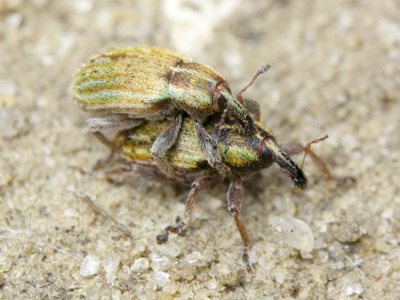 Hypera (Hypera) nigrirostris (Fabricius, 1775)